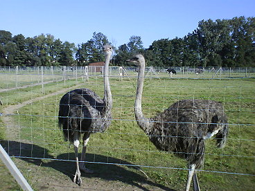 straussenfarm13092007.jpg